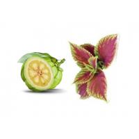 Garcinia Cambogia & Coleus Forskohlii extract 100 kapszula á 500mg